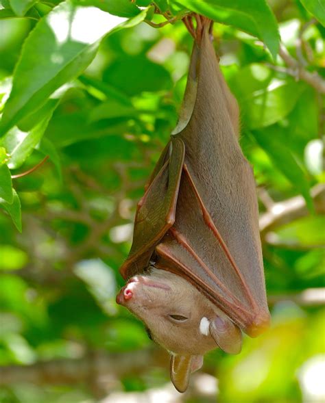 Fruit bat | mammal | Britannica