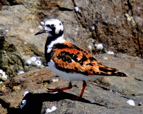 Ruddy Turnstone Facts, Habitat, Migration, Diet, Pictures