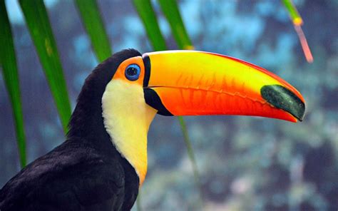 toucan, Parrot, Bird, Tropical, 66 Wallpapers HD / Desktop and Mobile ...