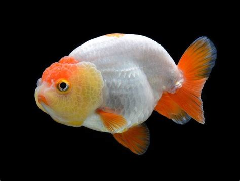 Ranchu vs Lionhead Goldfish: What’s the Difference? | Hepper