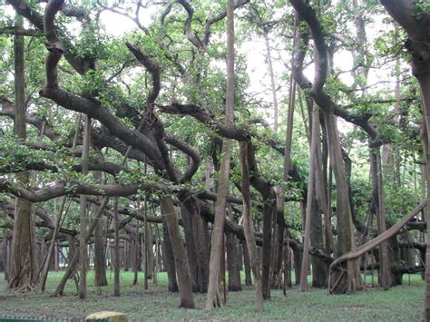 The Great Banyan Tree (Ficus Benghalensis) of India