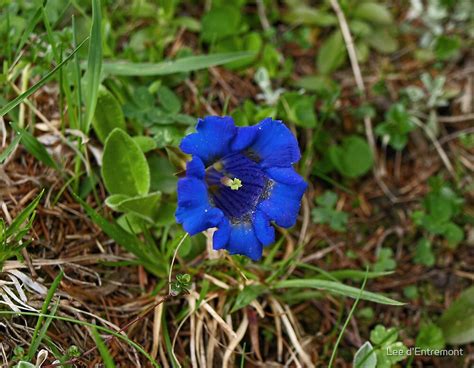 "Blue Enzian - Mountain Flower (Gentiana)" by Lee d'Entremont | Redbubble