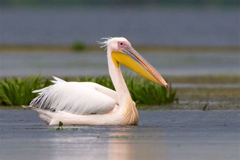 Facts About Pelicans - The Animal Encyclopedia