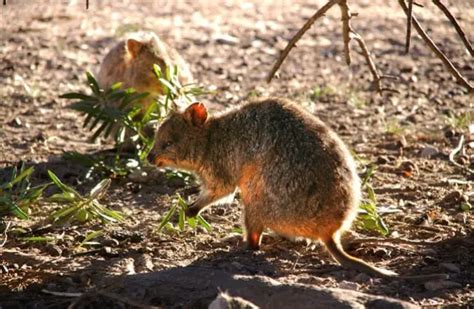 Quokka - Description, Habitat, Image, Diet, and Interesting Facts