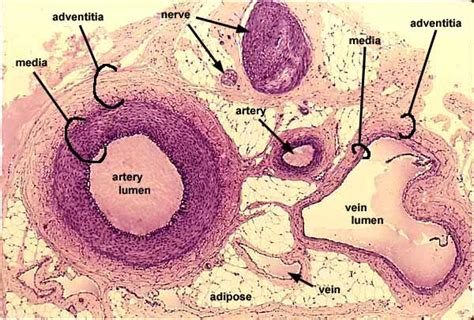 Histology at SIU