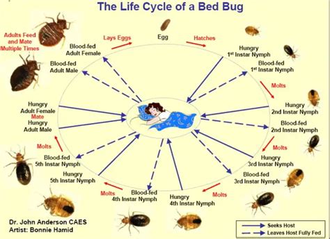 Bed Bug Information