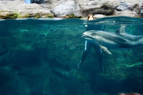 Dolphin feeding time-6719 | Stockarch Free Stock Photos