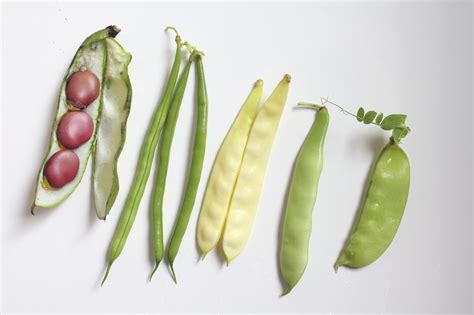 Types Of Bean Plants To Grow - Learn About Different Varieties Of Bean ...