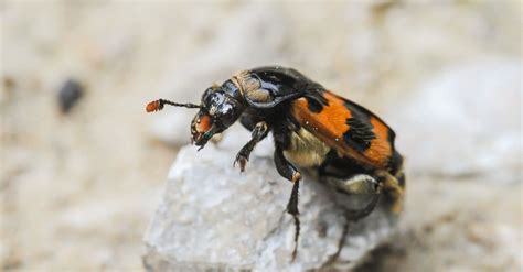 Carrion Beetle Pictures - AZ Animals