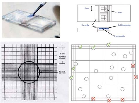 Hemocytometer Protocol • Hemocytometer, 48% OFF