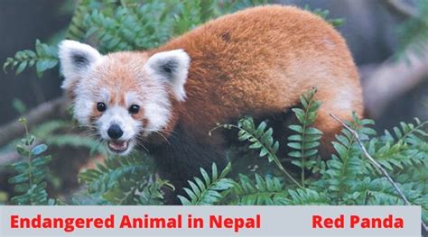 Red Panda Facts - Scientific Name, Habitat, Population, Reproduction ...