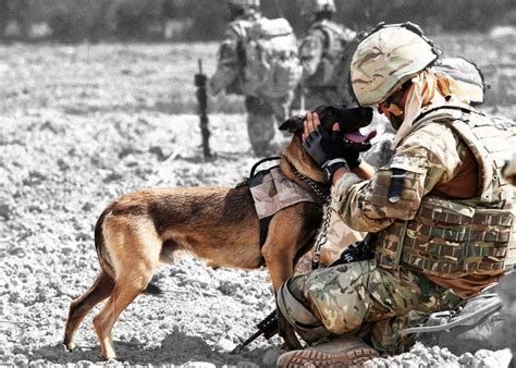 Dogs In The Military: Facts You Never Knew About Military Working Dogs ...