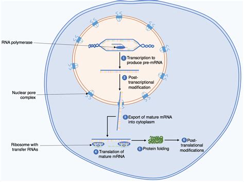 Protein Synthesis Diagram