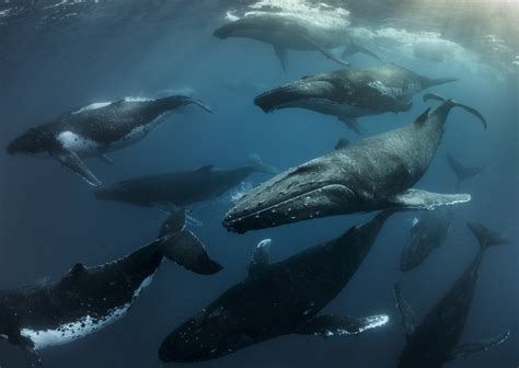 AP PHOTOS: Humpback whales draw thousands of visitors to a small port ...