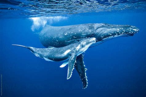 Annual Humpback Whale Migration – East Coast Australia - Ocean Life ...