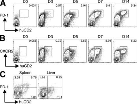 TFH cells develop early in the response to SEA and localize to reactive ...