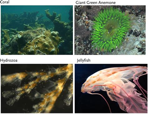 Cnidarians - Advanced ( Read ) | Biology | CK-12 Foundation