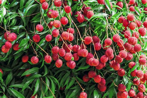 How to Grow Lychee Trees for Fruit