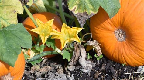 Pumpkin Plant Only Male Flowers | Best Flower Site