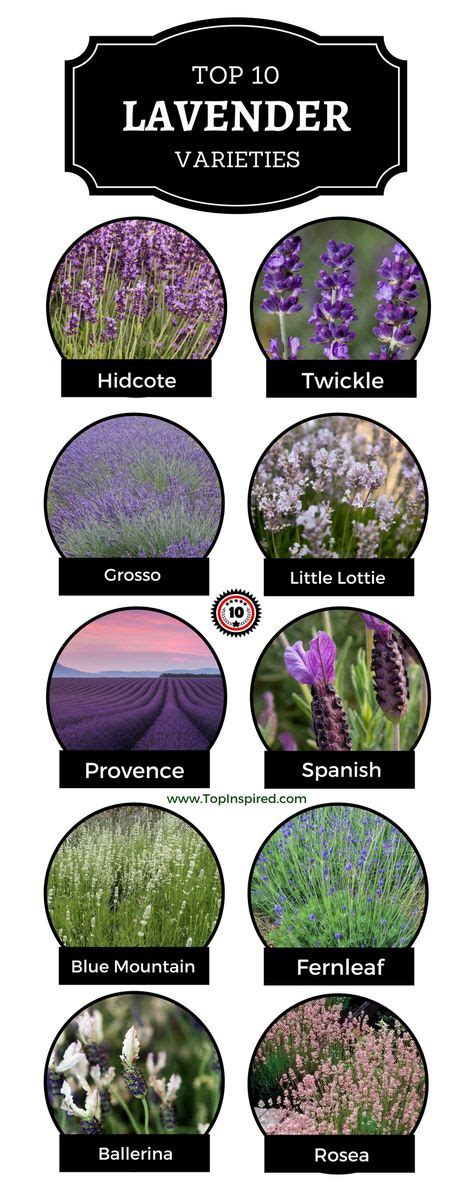 13 Best Lavender Varieties images in 2019 | Lavender varieties ...