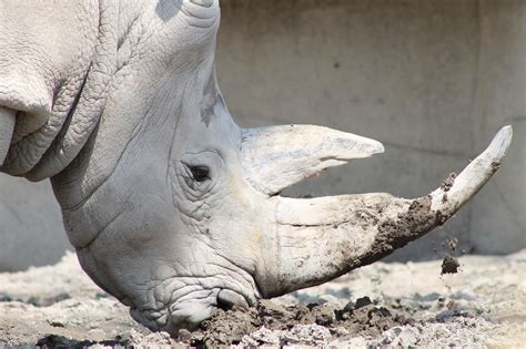 Rhino Rhinoceros Animal - Free photo on Pixabay