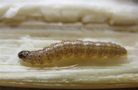 Nationwide monitoring pilot project for European corn borer – Field ...