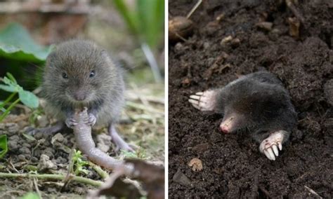 Voles vs Moles: What are the Differences? - Smith's Pest Management