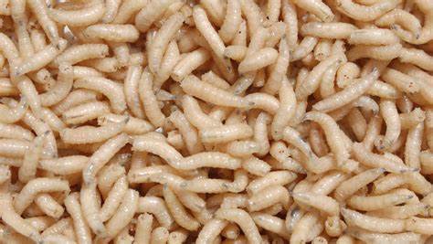 Maggots found feasting on woman's rotting legs