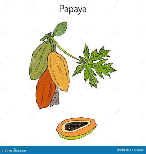 Papaya Carica Papaya , or Papaw, Pawpaw, Tropical Fruit Tree Stock ...