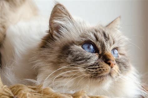 Meet the Birman Cat: Personality, Grooming, and Health | ASPCA Pet ...