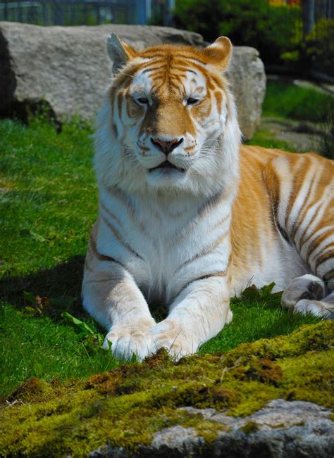 Bengal Tiger - Cougar Mountain Zoo