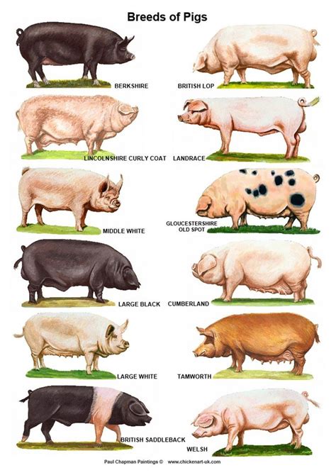 A4 Posters. Breeds of Cattle, Sheep or Pigs - Etsy | Pig breeds, Pig ...