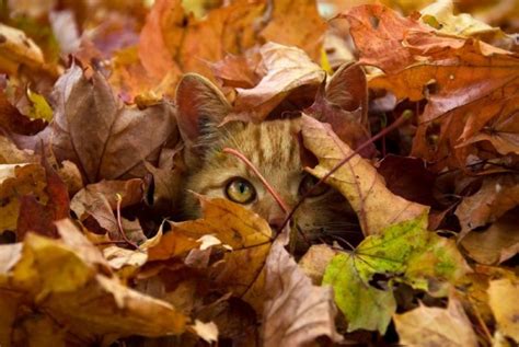 Cat Autumn Leaves - 1008x675 Wallpaper - teahub.io