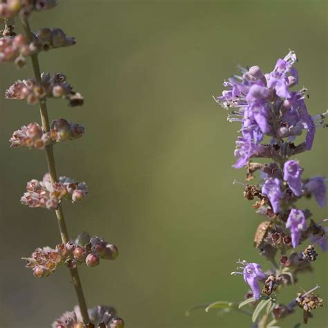 Vitex Berry Essential Oil - Oshadhi Essential Oils