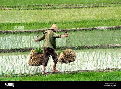 paddy farmer on a rice field in China, China Stock Photo - Alamy