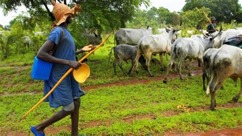 The History of Fulani Herdsmen in Nigeria | Fulani Attacks | Naijabiography