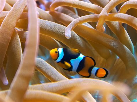 8 Popular Types of Clownfish (Clownfish Species Guide)