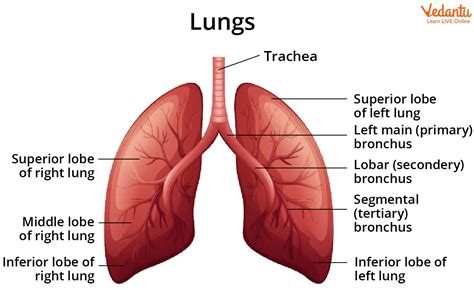 Lungs Diagram - Structure, Working, Importance and Facts