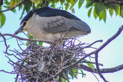 Cannundrums: Black-Crowned Night Heron