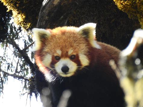 The Future of Red Panda Conservation