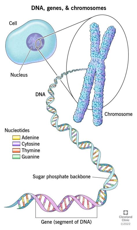 What is DNA? And how does it relate to genes? 🧬 – Genomics For Dummies