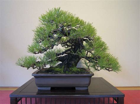 Pine Bonsai Tree Care Guide - Bonsai Tree Gardener