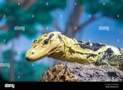 The yellow-headed water monitor (Varanus cumingi). It is a large ...