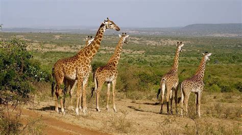 What Animals Live In Kenya?