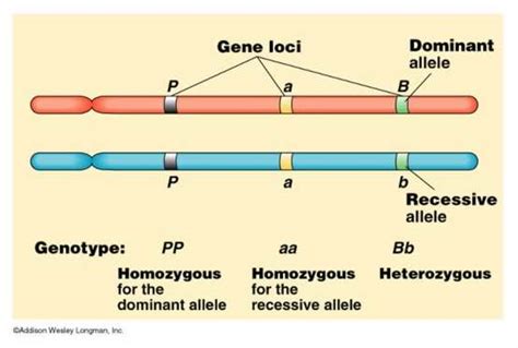 Chapter 14 - AP Biology Review