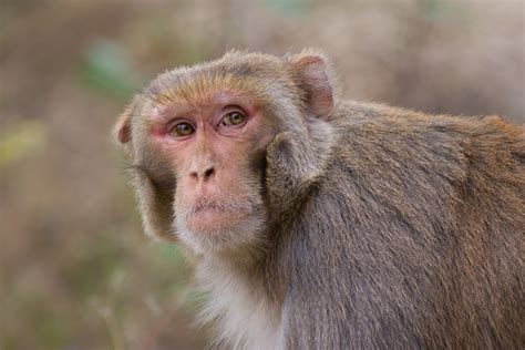 The Ruins of the Moment: Rhesus macaque at Rishikesh — Photos by Pete ...