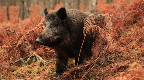 Wild boar facts and mythology | Trees for Life