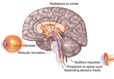 Brain Diagram Reticular Formation