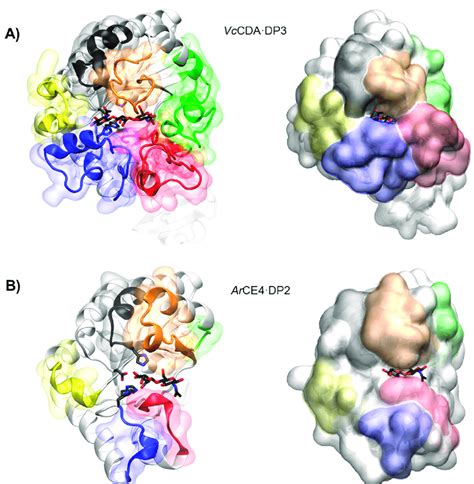 19 Inspired For 3d Model Of Enzyme Substrate Complex