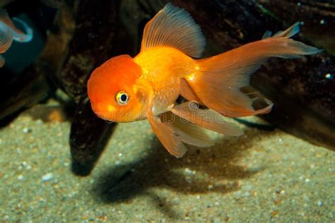 Lionhead Goldfish stock image. Image of aquarium, auratus - 12063315